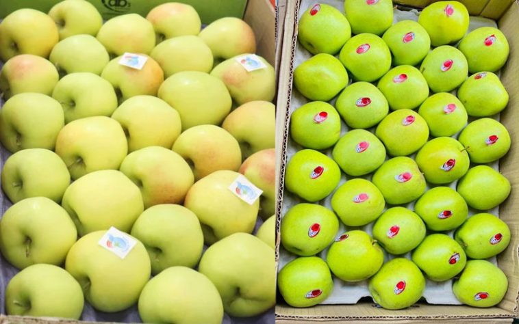 Golden Apples: व्यापारियों की पहली पसंद बना गोल्डन सेब! दामों में इजाफा होने से बागवान खुश