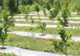 Himachal News: एचपी शिवा परियोजना से बदलेगी बागवानों की तकदीर! 22 हेक्टेयर में रोपित किए जा रहे अमरूद के पौधे