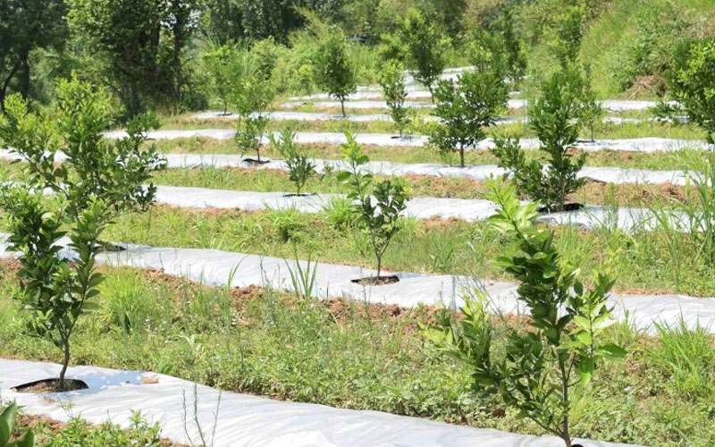 HP News: एचपी शिवा प्रोजेक्ट से बदलेगी किसानों की तकदीर! 120 बीघा में फलदार पौधों की होगी प्लांटेशन