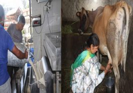 HP News: दोगुना हुआ मिल्क फेड का दुग्ध प्रापण! 16 हजार दुग्ध उत्पादकों की मासिक आय में तीन करोड़ रुपए की बढ़ोतरी