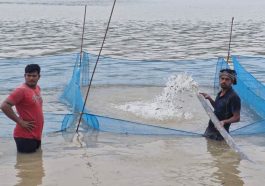 HP News: गोविंद सागर में मछलियों के बीज डालने की प्रक्रिया शुरू! इस वित्तीय वर्ष में डाले जाएंगे 50 लाख बीज