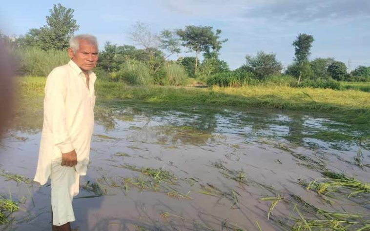 Paonta Sahib: पांवटा में खड्ड के तेज़ बहाव ने धान की पकी फसल की तबाह! प्रशासन से मदद की गुहार