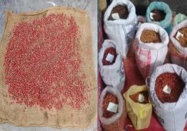 Himachal News: 800 रुपये प्रति किलो बिक रहा हिमाचल का जंगली अनारदाना! दामों में भारी इज़ाफा