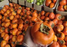 Himachal Latest News: सेब सीजन निपटते ही जापानी फल की मंडी में दस्तक! 125 रुपये प्रतिकिलो बिका