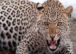 Leopard Attack: हिमाचल में तेंदुए का आतंक! जंगल में चर रही बकरियों को बनाया शिकार