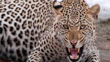 Leopard Attack: हिमाचल में मादा तेंदुए ने बाइक सवार दो युवकों पर किया हमला! चार शावक भी थे साथ..