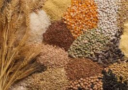 HP News: मटर से लेकर प्याज तक यहां से प्राप्त करें विभिन्न फसलों के बीज! विक्रय का लक्ष्य इतने क्विंटल….