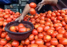 Tomato Prices: हिमाचल में गिरे टमाटर के दाम! अब इस भाव में बिक रहा, लोगों ने ली राहत