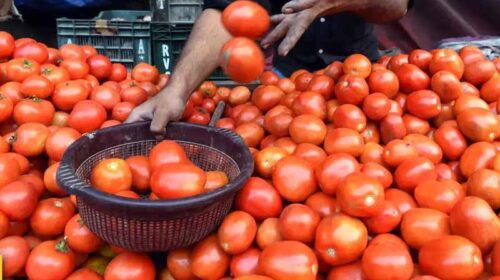 Tomato Price: नासिक का टमाटर मंडियों में पहुंचा! दामों में हल्की गिरावट! लोगों ने ली राहत की सांस