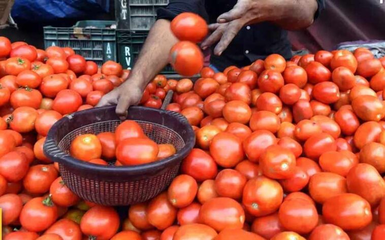 Tomato Price: नासिक का टमाटर मंडियों में पहुंचा! दामों में हल्की गिरावट! लोगों ने ली राहत की सांस