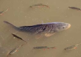 Himachal News: हिमाचल में कार्प मछली पालन में वृद्धि! एक हेक्टेयर तालाब में मछली पालन करके 10.50 लाख रुपये का लाभ