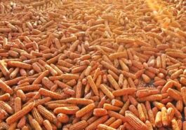 Himachal Latest News: प्राकृतिक खेती से उत्पादित मक्की की खरीद शुरू! 30 रुपये प्रति किलो के हिसाब से बिकी