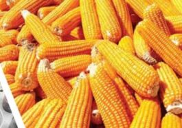 Himachal News Alert: आज से शुरू होगा मक्की खरीद का कार्य! 30 रुपये प्रति किलो की दर से खरीदेगी सरकार