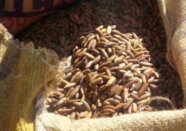 Himachal News Update: चिलगोजा की बाजार में दस्तक! दामों में 22 फीसदी उछाल, 2200 रुपये प्रति किलो बिक रहा