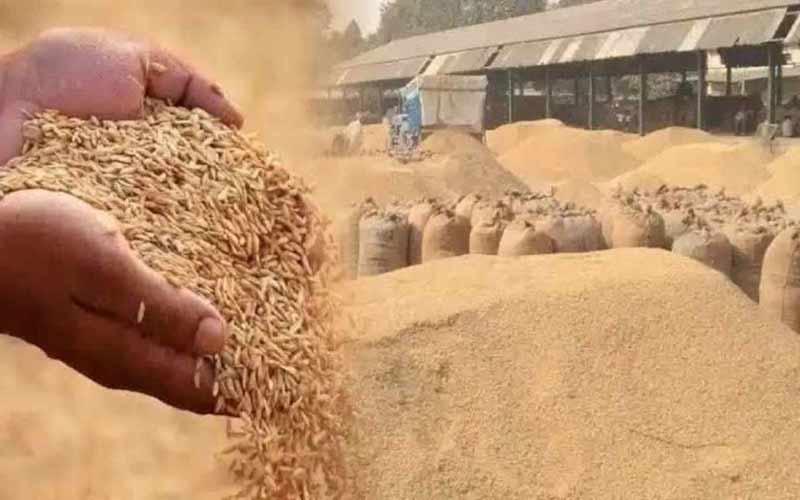Sirmour News: धौलाकुआं व एपीएमसी मार्केट यार्ड पांवटा में 2320 रूपए प्रति क्विंटल हो रही धान की खरीद