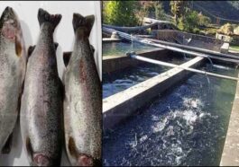 HP News: हिमाचल में रिकॉर्ड स्तर पर पहुंचा ट्राउट मछली का उत्पादन! गत वर्ष के मुकाबले 15.70 फीसदी ज्यादा….