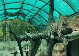 Himachal News Update: हिमाचल में स्थापित होगा भारत का पहला आईजीबीसी प्रमाणित चिड़ियाघर