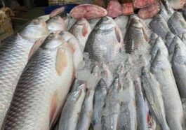 Himachal Latest News: मत्स्य विभाग ने मीट मार्किट में की छापामारी! काटे आठ हजार के चालान