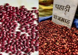 Himachal Latest News: लोगों को खूब भा रहा हिमाचली राजमाह! दामों में उछाल, 300 रुपये प्रतिकिलो तक बिका