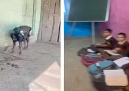 Himachal News: हिमाचल के इस सरकारी स्कूल में भैंसों के तबेले में हो रही पढ़ाई! संकट में 50 छात्रों का भविष्य