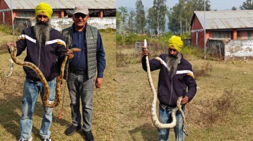 Paonta Sahib: पांवटा में मिला इंडियन रॉक पाइथन! स्नेक कैचर ने किया सुरक्षित रेस्क्यू! जंगल में छोड़ा