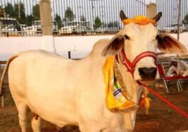 Himachal News Update: हिमाचल में अब गाय की मौत पर मिलेंगे 35 हजार रुपये! बस पशुपालकों को करना होगा यह काम