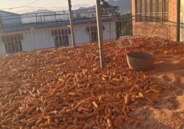 Himachal Latest News: अब तक 142 क्विंटल मक्की की खरीद! अच्छे दाम मिलने से डेढ़ गुणा बढ़ी आय, चहके किसान