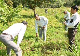 HP News: प्राकृतिक खेती में मिसाल बना हिमाचल का यह गांव! 59 किसानों की 218 बीघा भूमि पर हो रही प्राकृतिक खेती