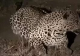 Leopard Terror: जब घर के आंगन में बैठकर गुर्राने लगा तेंदुआ! लोगों में डर का माहौल