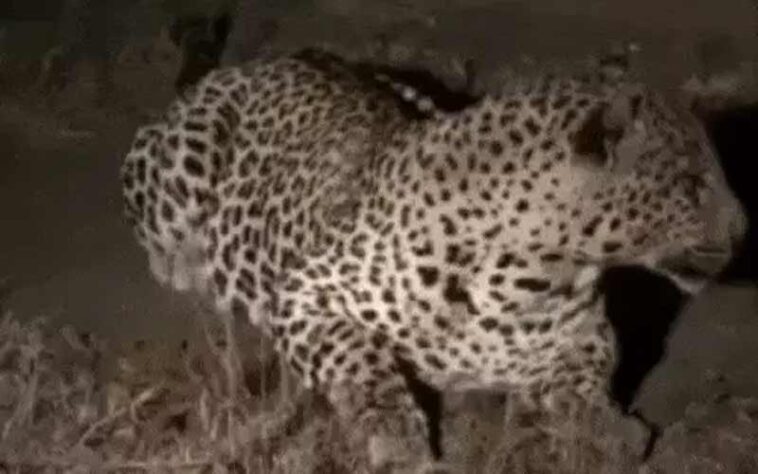 Leopard Terror: जब घर के आंगन में बैठकर गुर्राने लगा तेंदुआ! लोगों में डर का माहौल