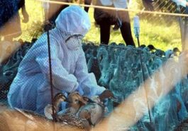 Bird Flu: हिमाचल की झीलों में पहुंच रहे विदेशी पक्षी! विभाग ने बर्ड फ्लू को लेकर जारी किया अलर्ट, सैंपलिंग शुरू