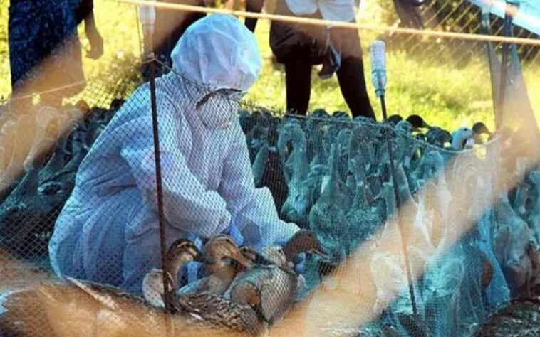 Bird Flu: हिमाचल की झीलों में पहुंच रहे विदेशी पक्षी! विभाग ने बर्ड फ्लू को लेकर जारी किया अलर्ट, सैंपलिंग शुरू