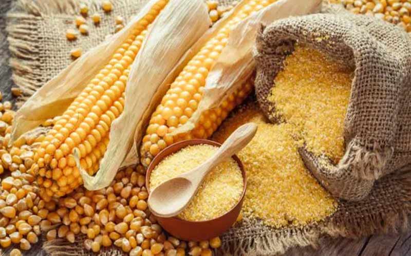 HP News: हिमाचल के बाज़ारों में उतरेगा प्राकृतिक खेती से तैयार मक्की का आटा! इस बार हुई 4000 क्विंटल से अधिक खरीद