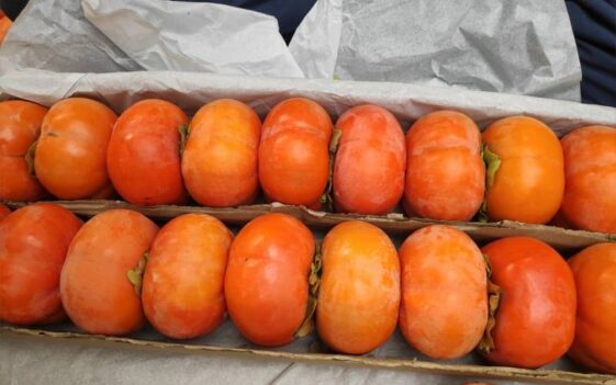 Himachal Latest News: रिकॉर्ड दाम पर बिका जापानी फल! 300 रूपए प्रति किलो पहुंचे भाव, देशभर में भारी डिमांड