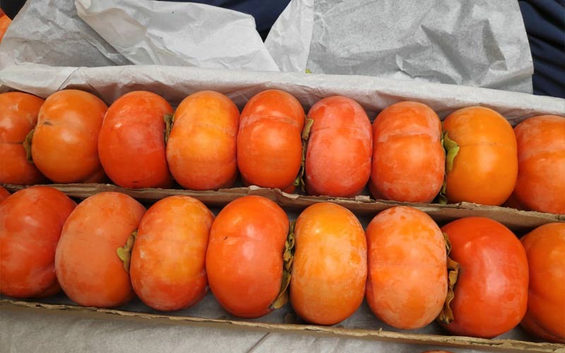 Himachal Latest News: रिकॉर्ड दाम पर बिका जापानी फल! 300 रूपए प्रति किलो पहुंचे भाव, देशभर में भारी डिमांड