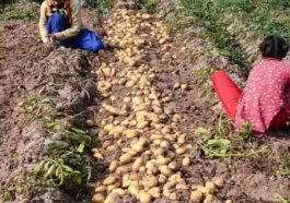 Himachal News: आलू की फसल खेतों से निकलना शुरू! 3600 रुपये प्रति क्विटंल मिल रहे दाम