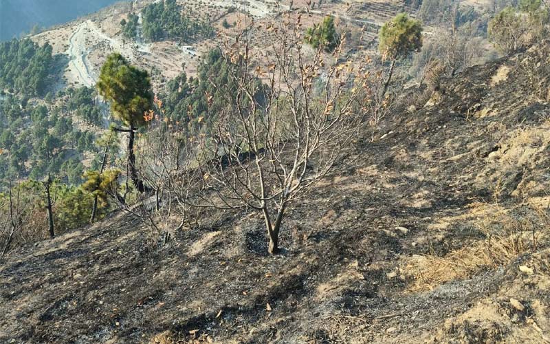 Himachal News Alert: सेब के बगीचे में भीषण आग! 2 हजार 500 पेड़ जलकर राख, 15 किसानों को नुकसान