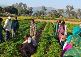Sirmour News: उन्नत कृषि और पशुपालन से कमाएं दोगुना मुनाफा! जानें कृषि विज्ञान केंद्र सिरमौर के विशेषज्ञों की खास टिप्स