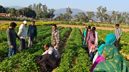 Sirmour News: उन्नत कृषि और पशुपालन से कमाएं दोगुना मुनाफा! जानें कृषि विज्ञान केंद्र सिरमौर के विशेषज्ञों की खास टिप्स