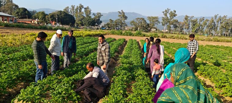 Sirmour News: उन्नत कृषि और पशुपालन से कमाएं दोगुना मुनाफा! जानें कृषि विज्ञान केंद्र सिरमौर के विशेषज्ञों की खास टिप्स