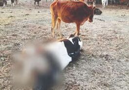 Himachal News Update: गौशाला में ठंड और चारे की कमी से सात गोवंश की मौत! तीन की हालत बेहद गंभीर