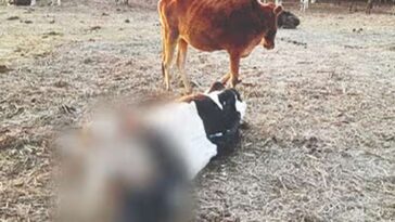 Himachal News Update: गौशाला में ठंड और चारे की कमी से सात गोवंश की मौत! तीन की हालत बेहद गंभीर