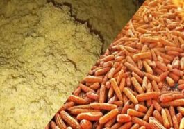 Himachal News: जल्द ही ऑर्गेनिक मक्की के आटे का स्वाद चखेंगे हिमाचली! राशन डिपुओं में इतने रूपए किलो बिकेगा