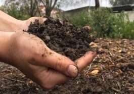 HP News: हिमाचल में 3 रुपये प्रति किलो के हिसाब से गोबर खाद खरीदेगी सरकार! फिर 12 रुपये में बेचेगी