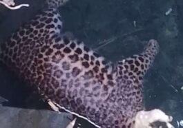 Himachal Latest News: हिमाचल में यहां मृत तेंदुआ मिलने से मचा हड़कंप! वन विभाग ने करवाया पोस्टमार्टम