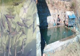 Himachal News: दीनानाथ के लिए मछली पालन व्यवसाय बना स्वरोजगार का साधन! 300 रुपए प्रति किलो मिल रहे दाम