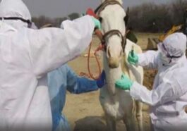 Himachal News: हिमाचल में तेजी से फैल रही ग्लैंडर्स बीमारी! विभाग ने सतर्कता बढ़ाई, जांच को भेजे जा रहे सैंपल