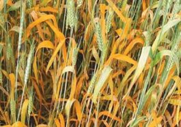 HP News: क्या गेहूं की फसल में लगा है पीला रतुआ रोग! कृषि विभाग ने बताए बचाव के उपाय