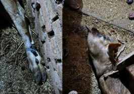 Himachal Crime News: हिमाचल में गाय के साथ क्रूरता! टांगें बांधी, अमानवीय कृत्य की आशंका