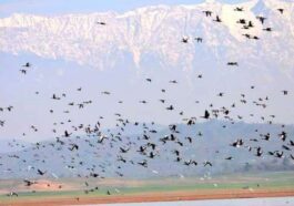 Himachal Latest News: पौंग झील विदेशी मेहमानों से गुलजार! इस बार पहुंचे रिकाॅर्ड 1,53,719 परिंदे